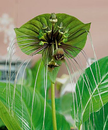 Tacca Palmata \'Green Bat Plant\' (5 Seeds)